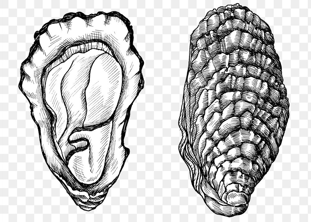 Black and white oyster png set