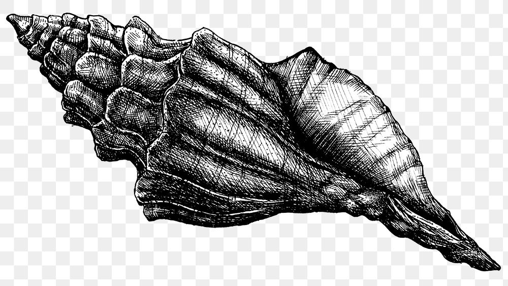 Black and white shell png transparent