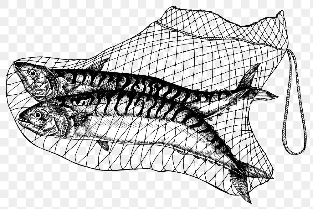 Black and white mackerels png
