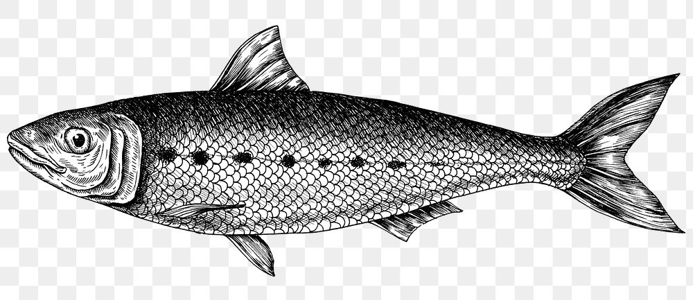 Black and white sardine png transparent