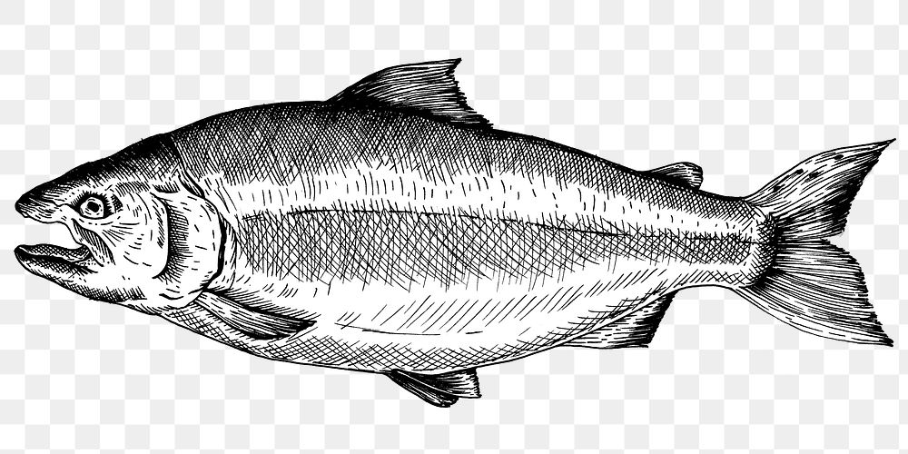 Black and white salmon png transparent
