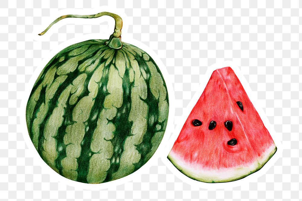 Watermelon fruit illustration png tropical fruit sticker