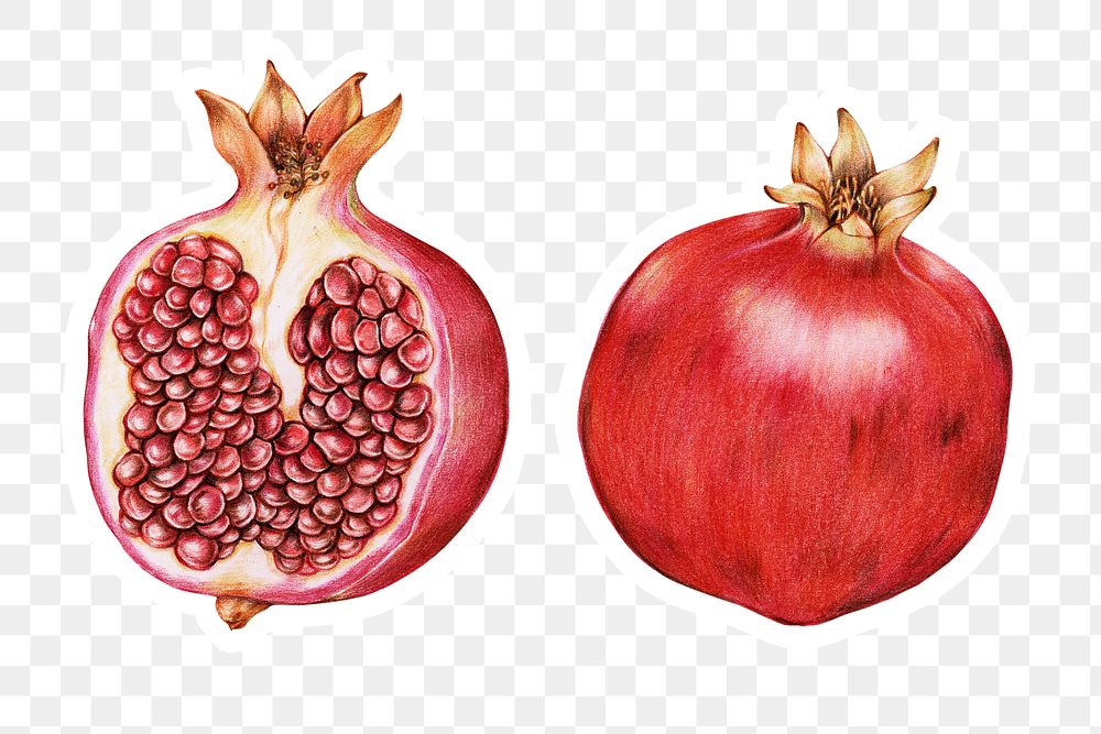 Pomegranate fruit illustration png organic food hand drawn