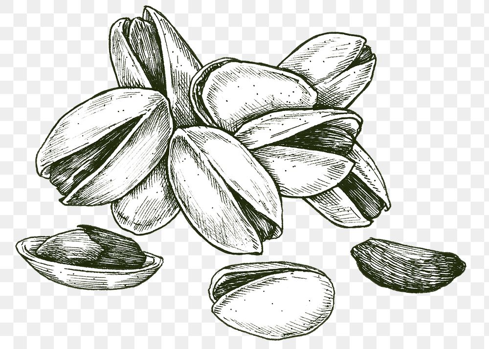 Black and white pistachio png transparent collection