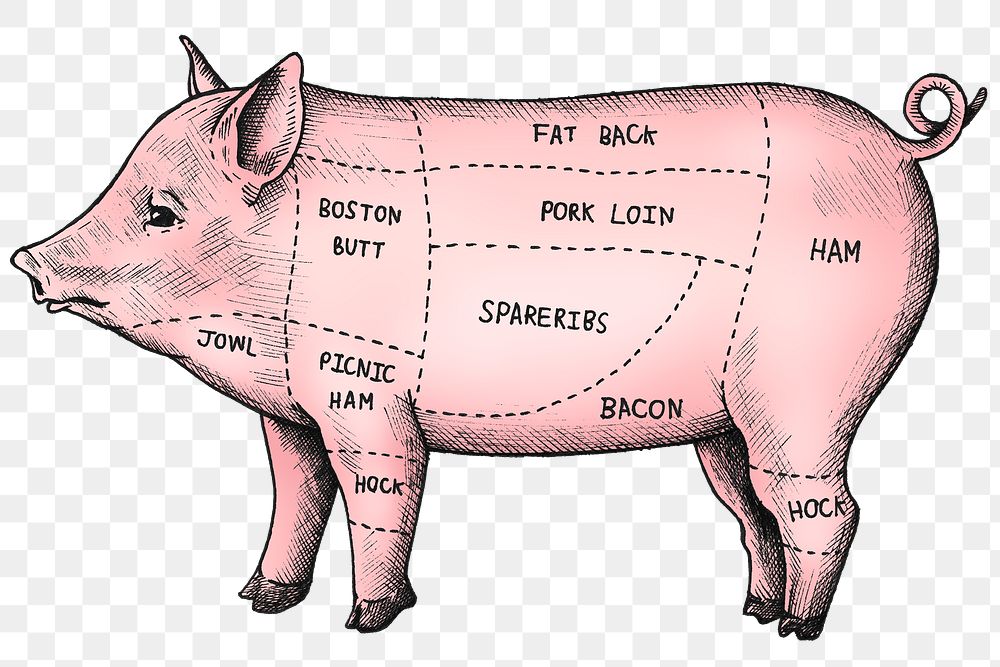 Colorful cut of pig png 