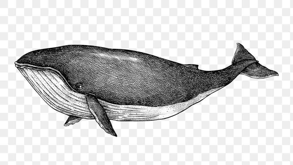 Hand drawn gray whale design element