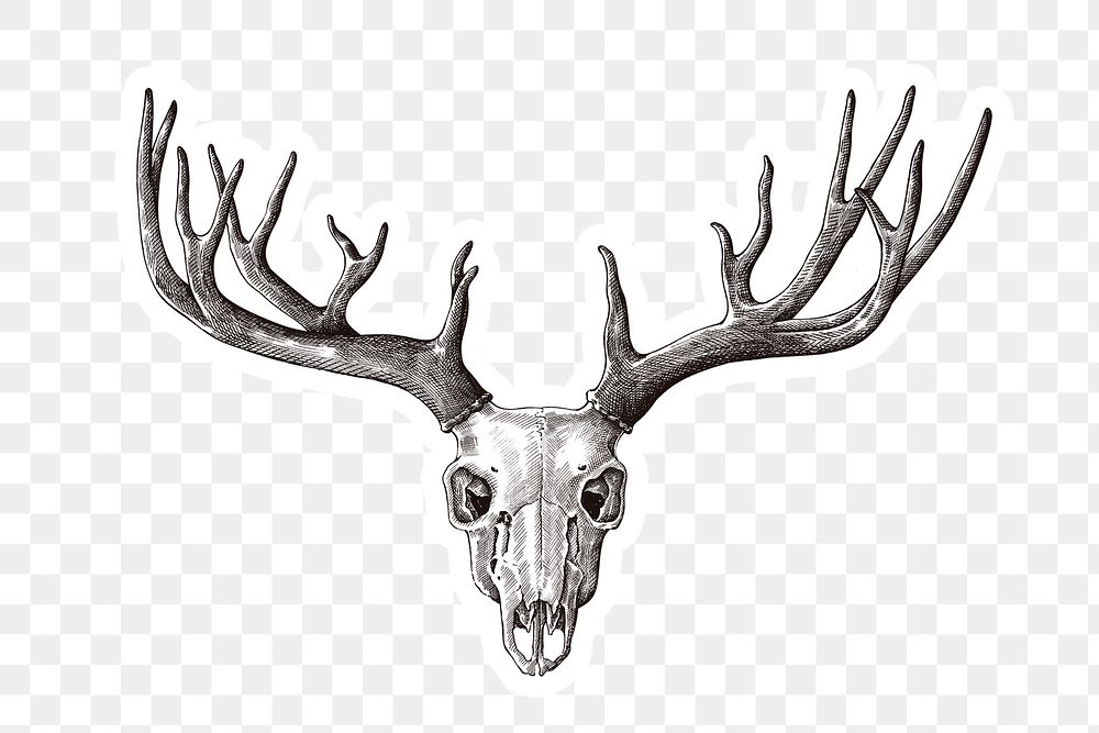 Hand drawn deer skull with antler sticker with a white border design element