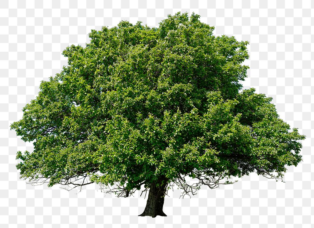 Green tree png, nature sticker