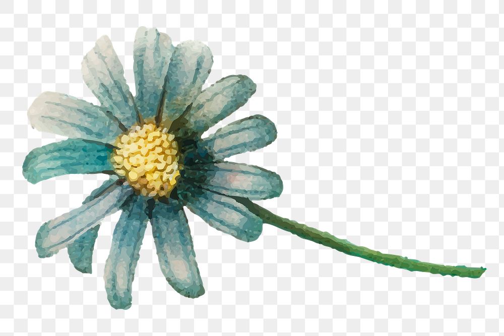 Vintage blue daisy png flower hand drawn botanical