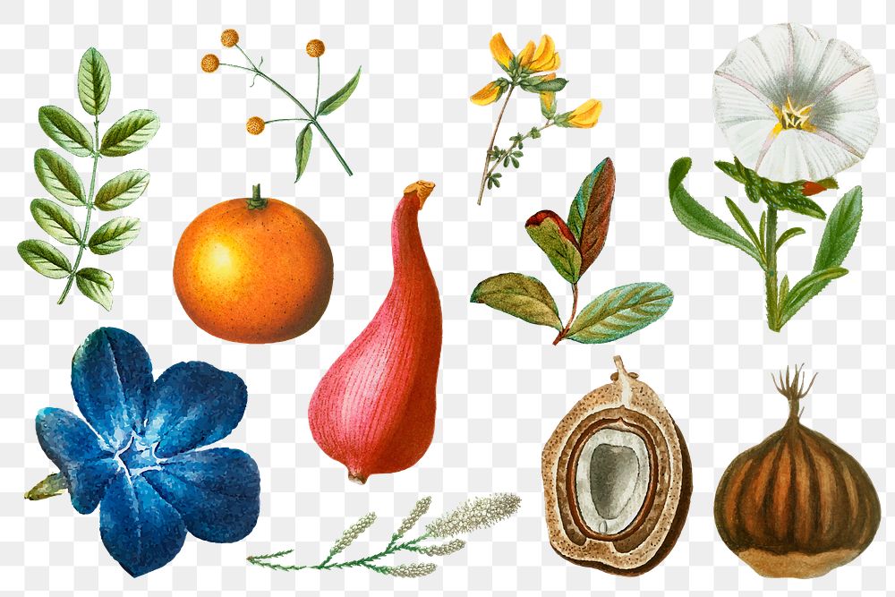 Fruit and flower png sticker vintage set hand drawn illustration