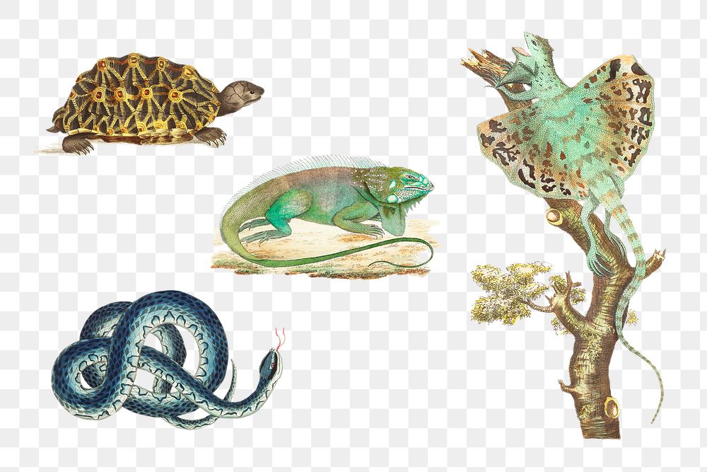 Colorful png reptile hand drawn vintage collection