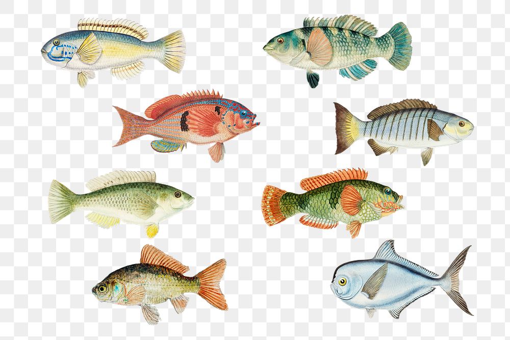 Vintage fish png marine life illustrated drawing collection