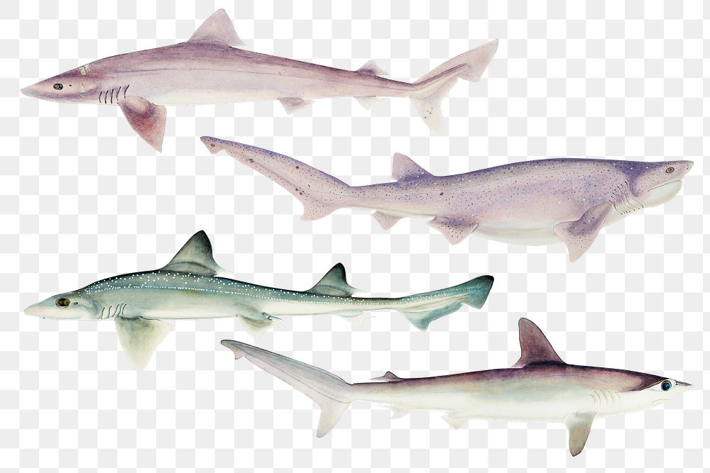 Vintage sharks png collection drawing clipart