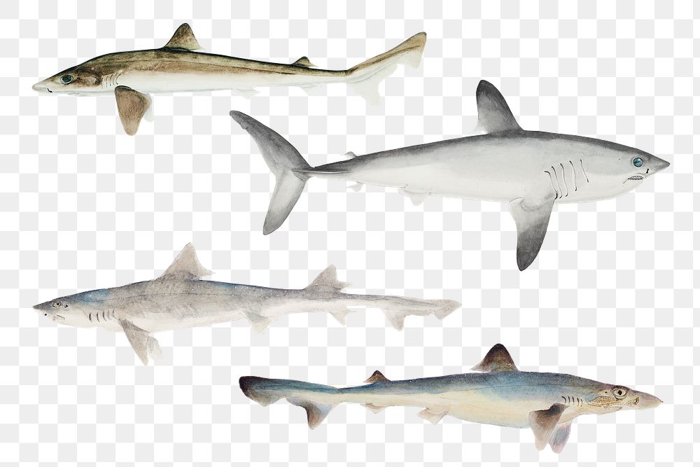 Sharks png sea animals vintage hand drawn clipart