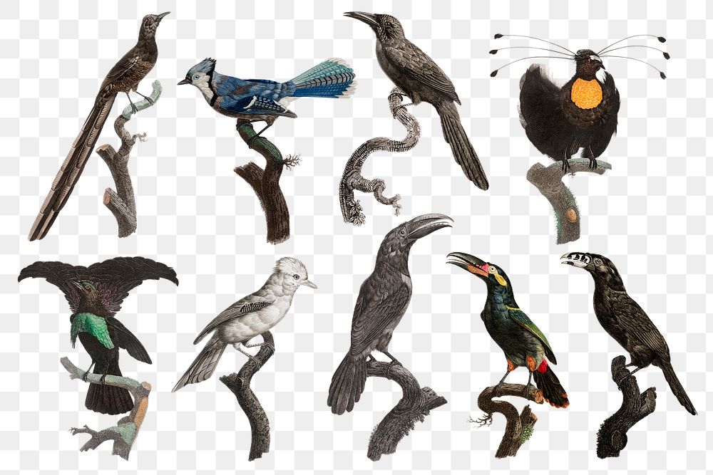 Vintage bird hand drawn png animal sticker set