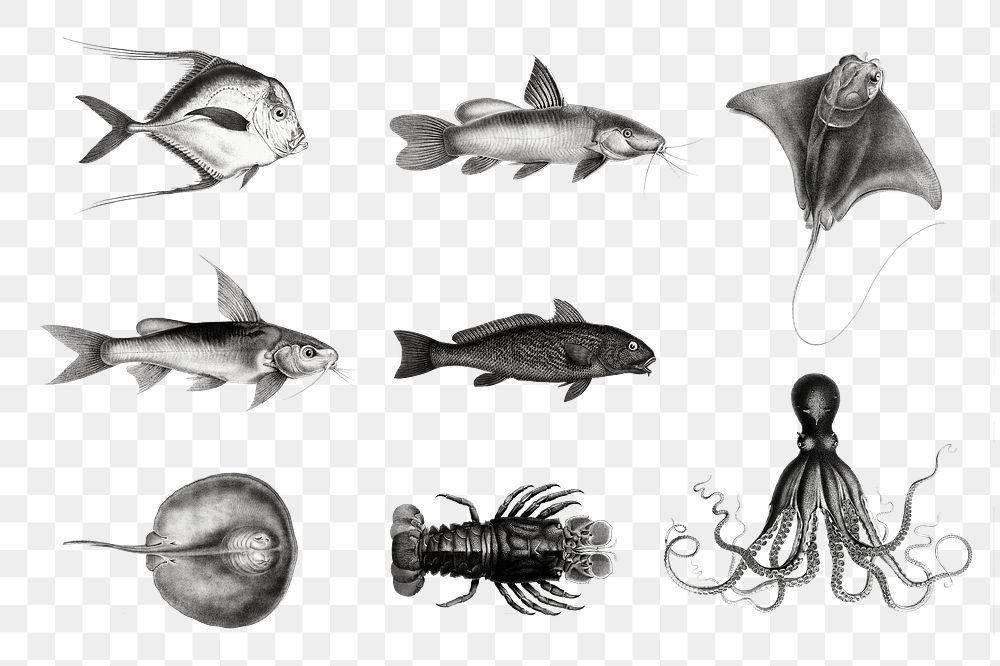 Vintage sea animal illustrations png set
