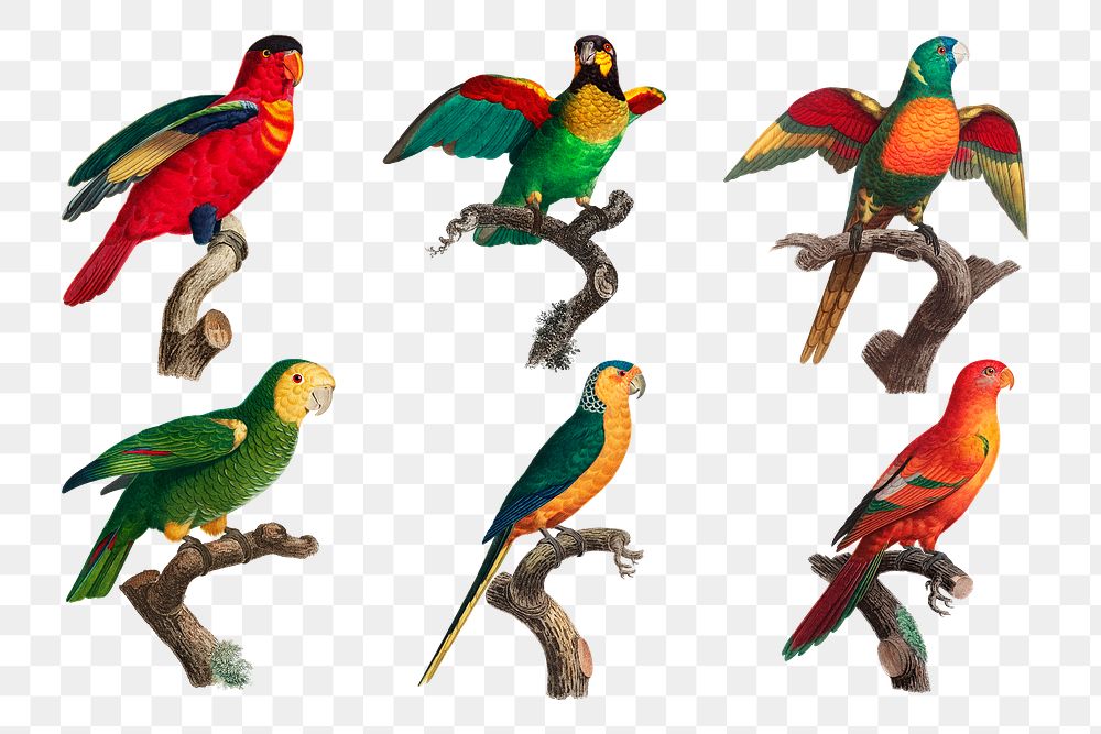 Colorful parrot bird spng set illustration