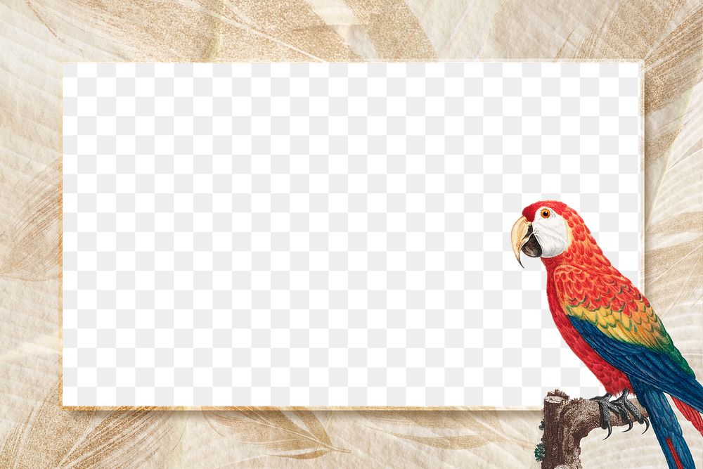 Scarlet macaw bird frame png transparent background