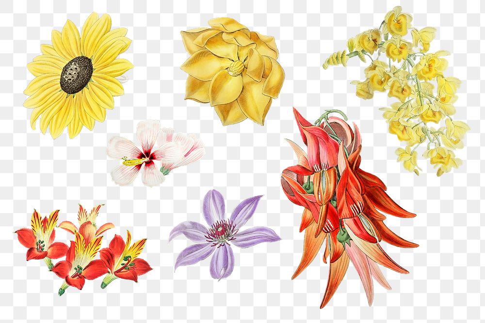 Png colorful flower set hand drawn vector