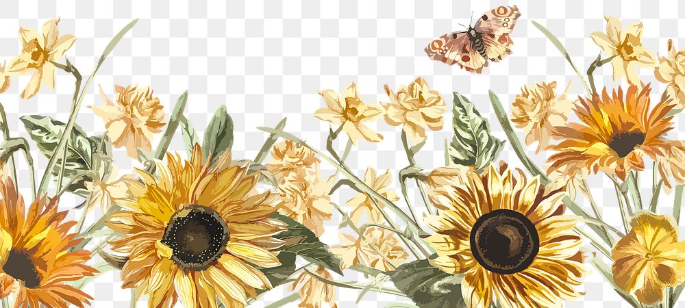 Floral png border with hand painted sunflower and butterfly on transparent background