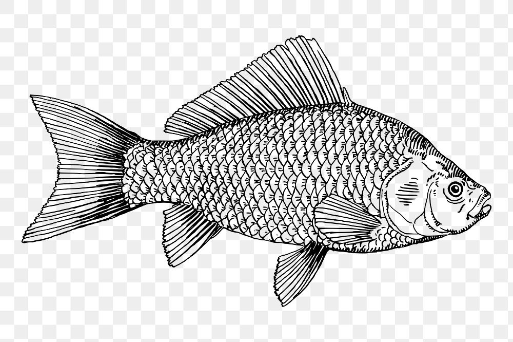 Fish png sticker, vintage sea animal illustration, transparent background. Free public domain CC0 image.