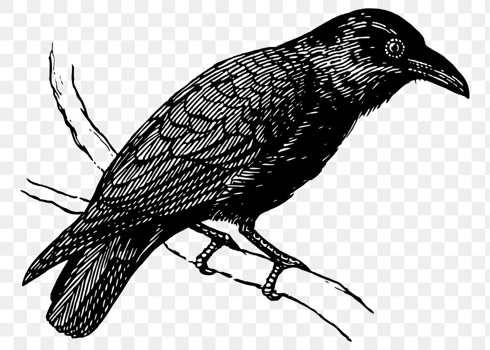 Raven png sticker, vintage bird illustration, transparent background. Free public domain CC0 image.