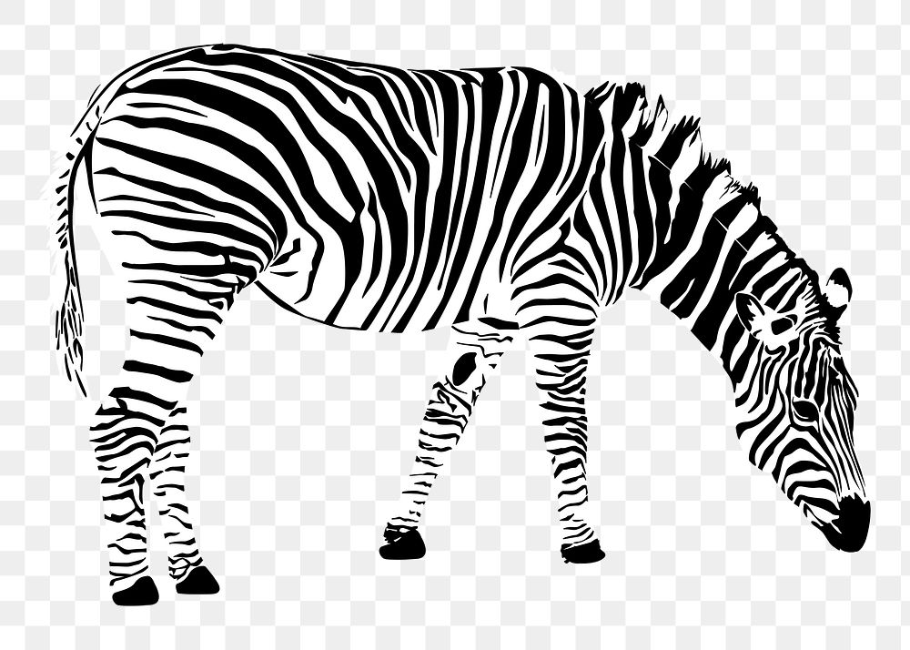 Zebra png sticker, vintage animal illustration, transparent background. Free public domain CC0 image.