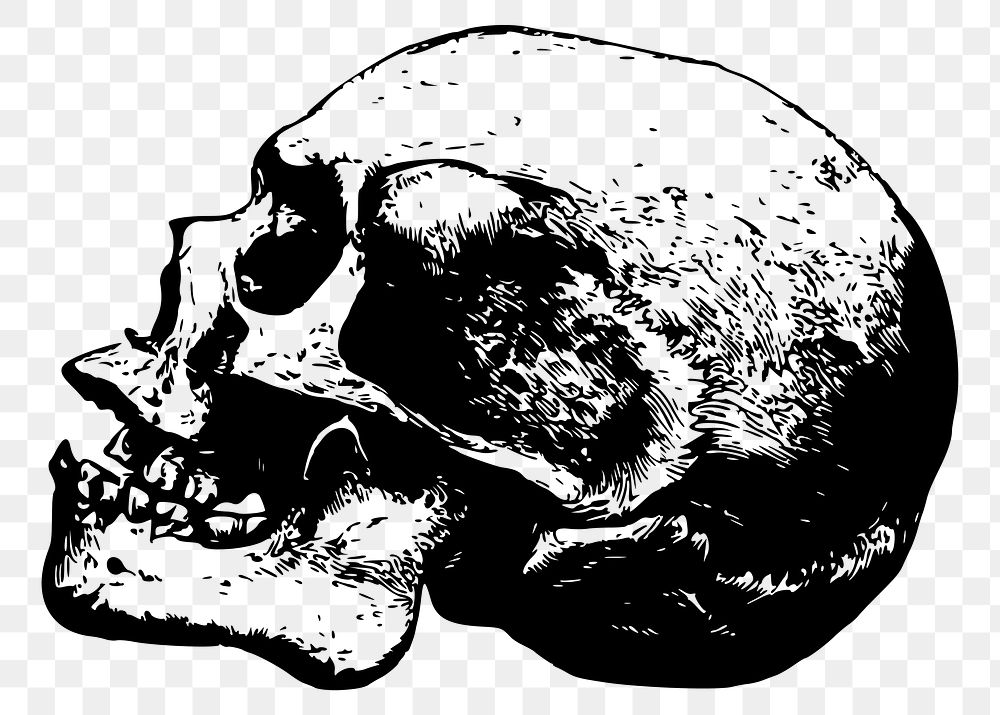 Human skull png sticker, vintage illustration, transparent background. Free public domain CC0 image.