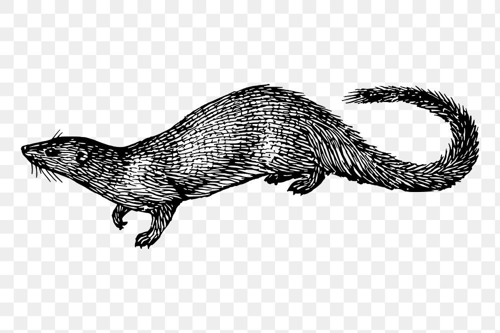 Egyptian mongoose png sticker, vintage animal illustration, transparent background. Free public domain CC0 image.