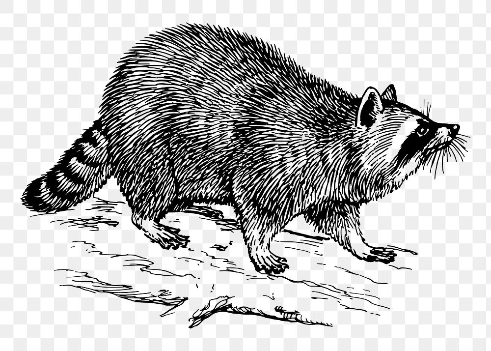 Raccoon png sticker, vintage animal illustration, transparent background. Free public domain CC0 image.