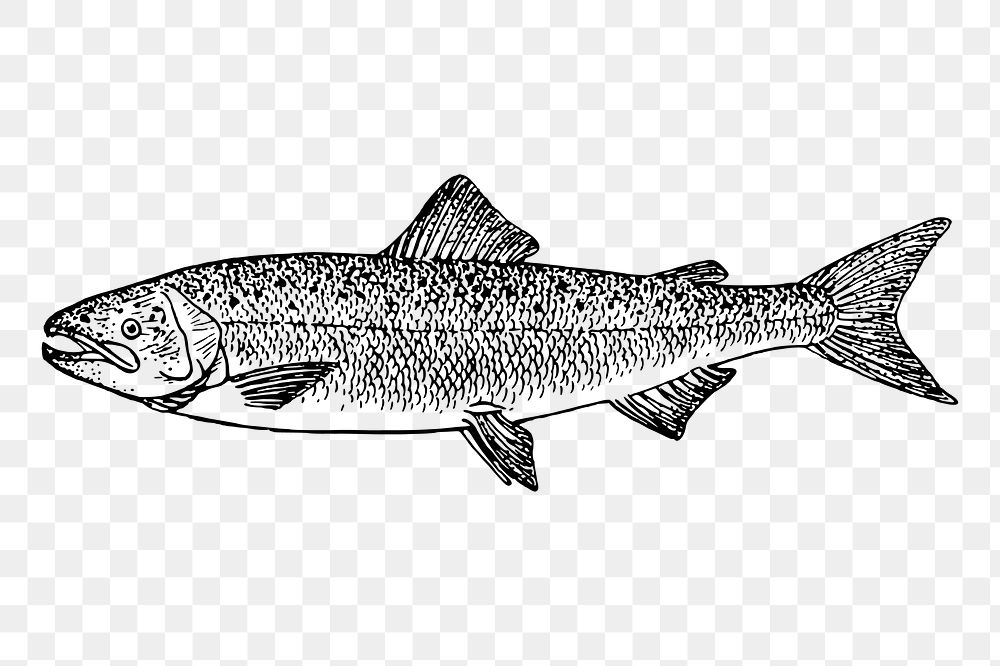 Salmon fish png sticker, vintage sea animal illustration, transparent background. Free public domain CC0 image.