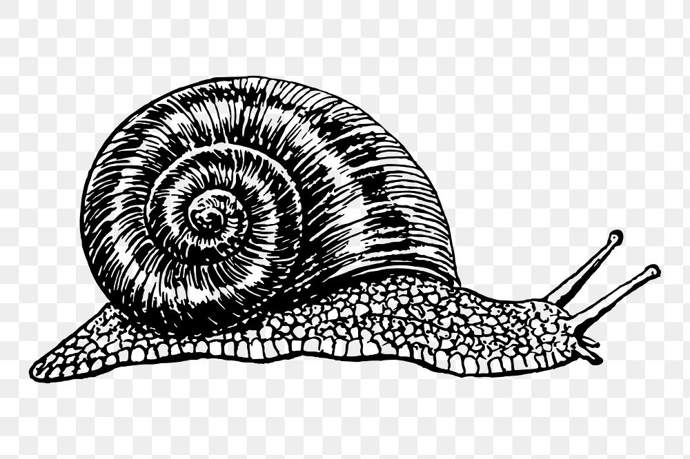 Snail png sticker, vintage animal illustration, transparent background. Free public domain CC0 image.