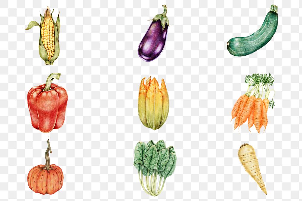 Organic vegetables vintage png hand-drawn collection