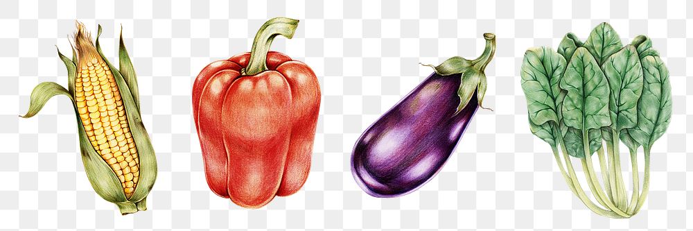 Organic vegetables vintage png hand-drawn collection