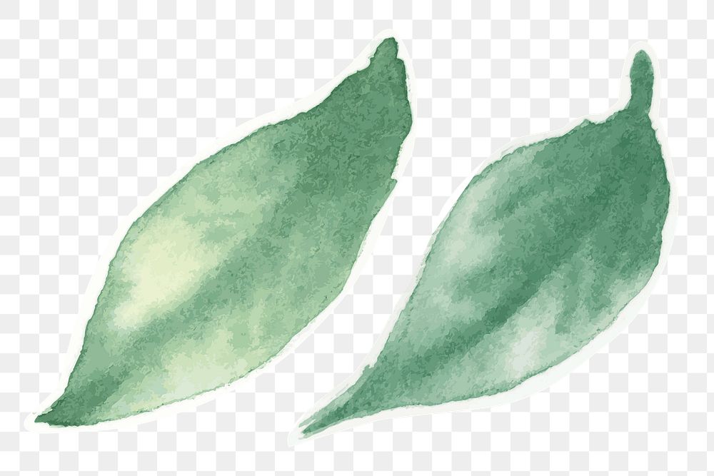 Hand drawn green leaf png watercolor decorative collection