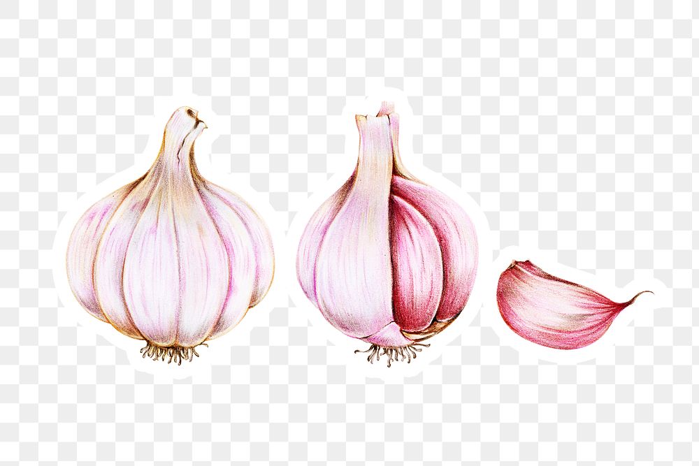 Fresh garlic vegetable png illustration botanical hand drawn