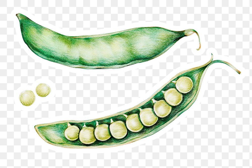 Organic food png green peas drawing illustration