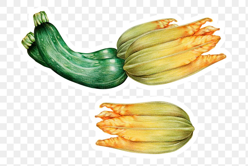 Zucchini sticker png organic botanical illustration