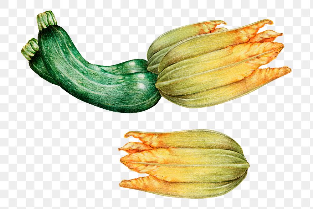 Fresh vegetable zucchini png illustration sticker