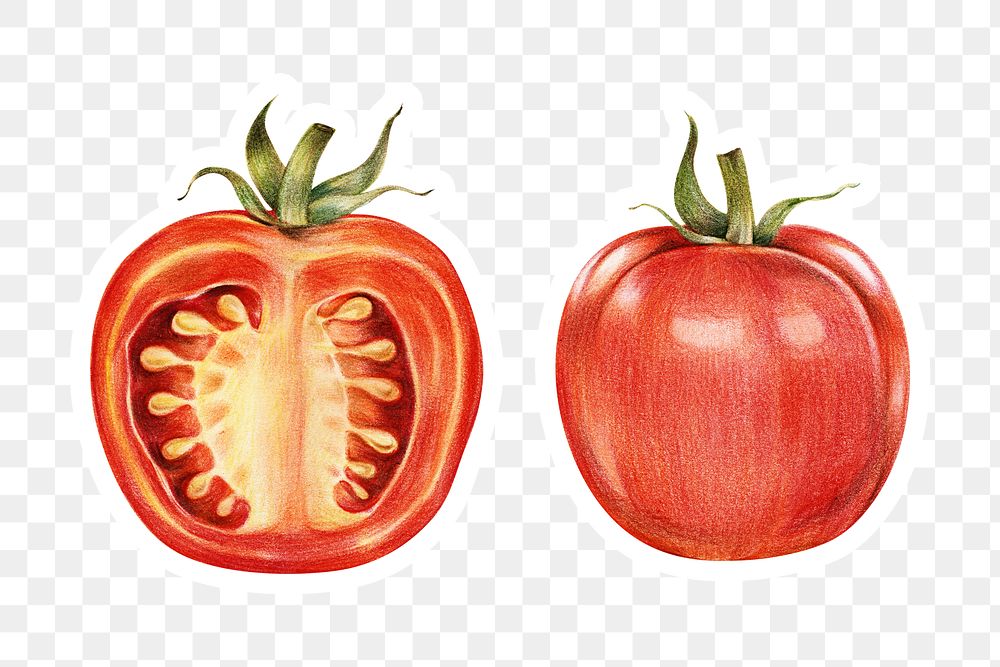 Fresh tomato illustration png botanical drawing