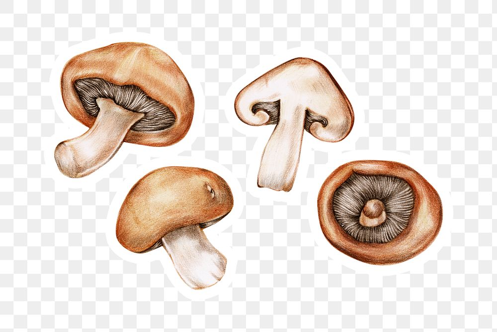 Fresh mushroom vegetable png illustration botanical hand drawn