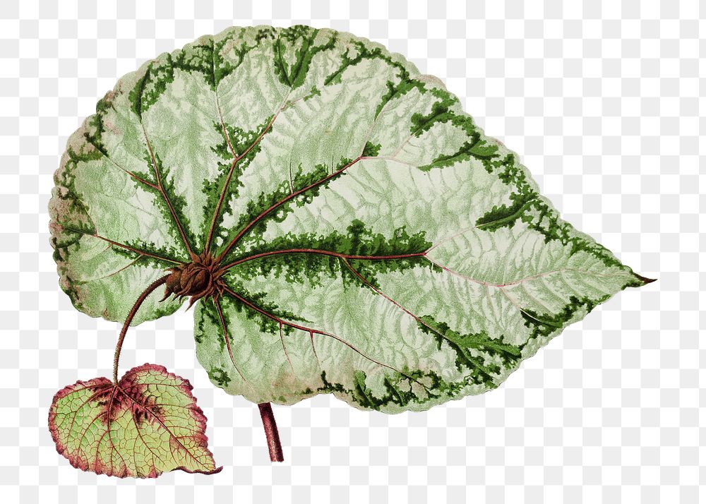 Hand drawn begonia leaf design element