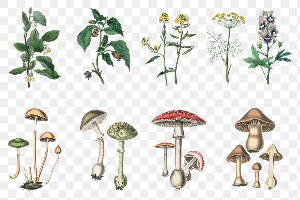 Vintage botanical plant and fungus png illustrations