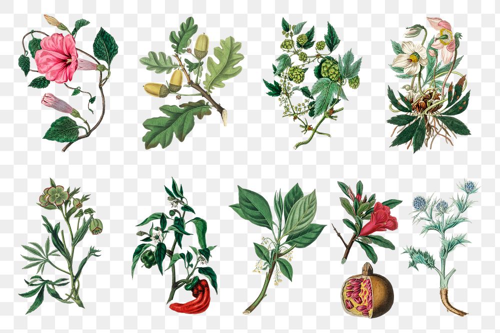 Medical botany plant png set illustrations