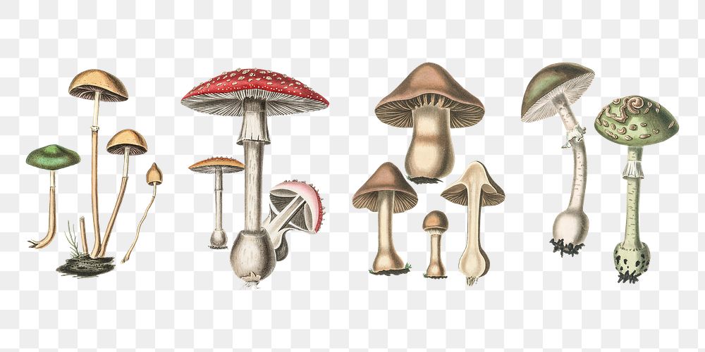 Medical botany fungus png set illustrations