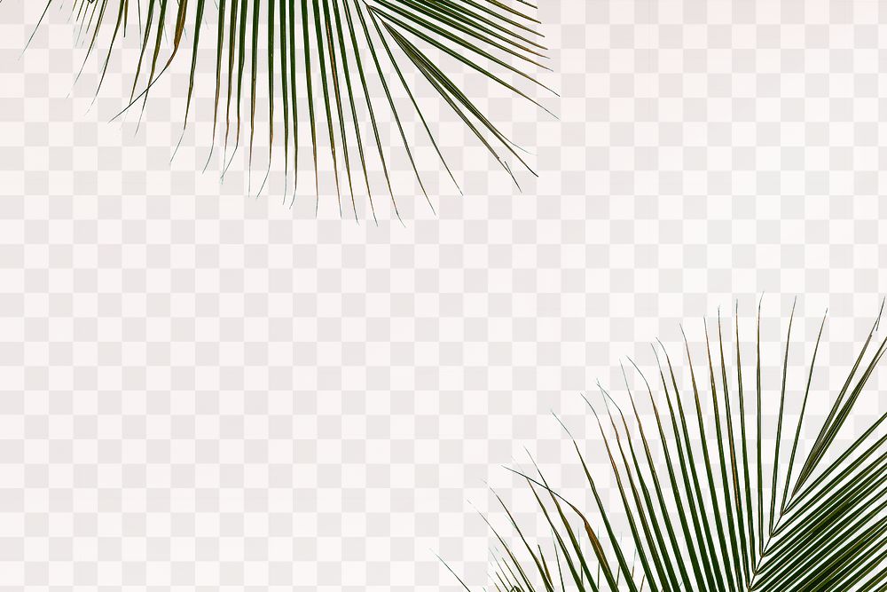 Fresh palm leaves png background