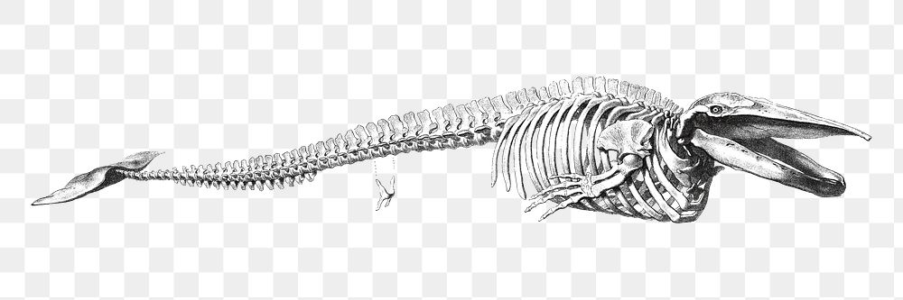 Hand drawn Blue whale skeleton