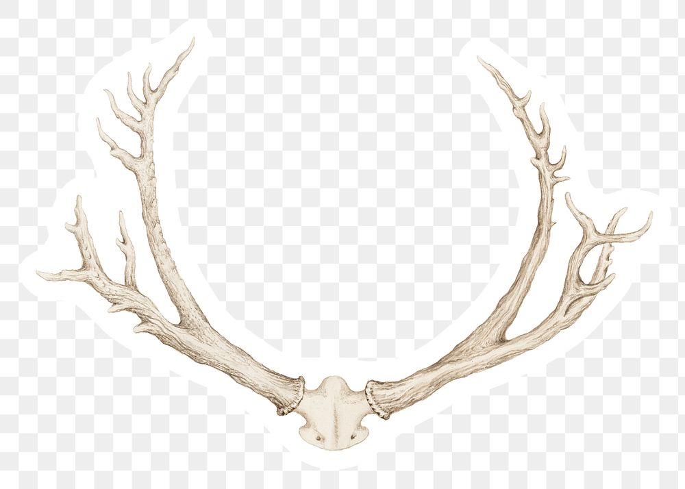 Vintage hand drawn deer antlers sticker with white border