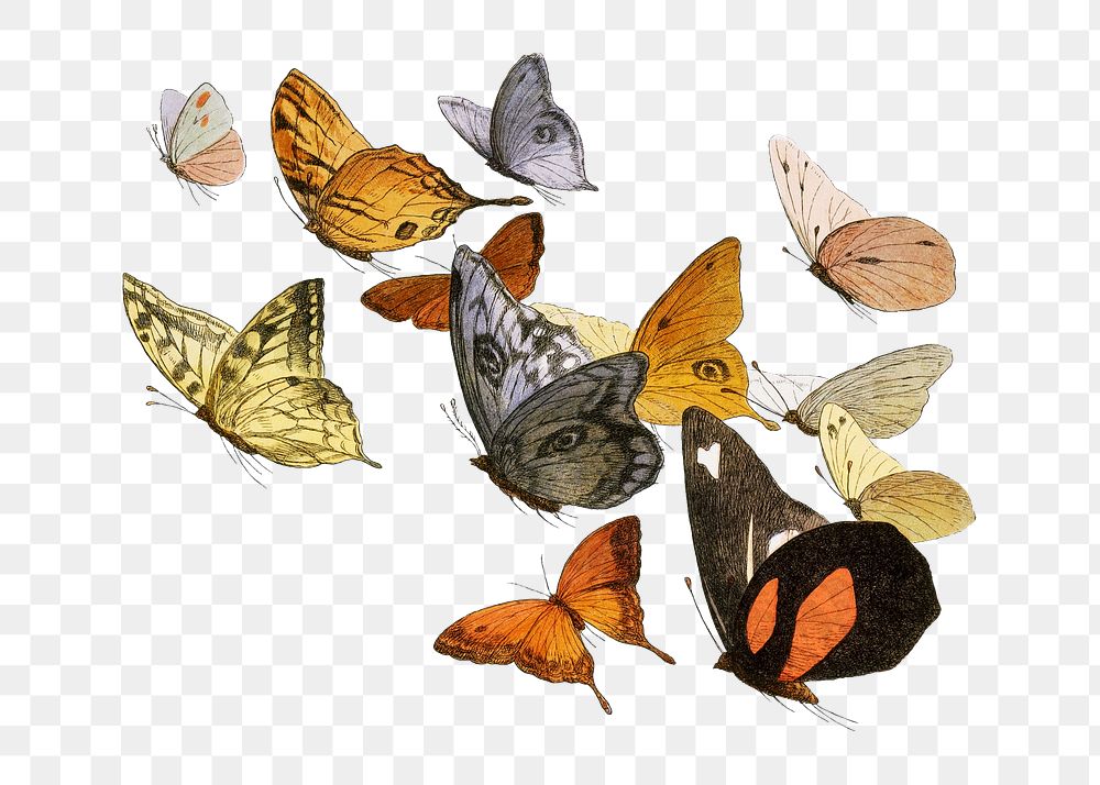 Mixed flying butterflies vintage illustration transparent png