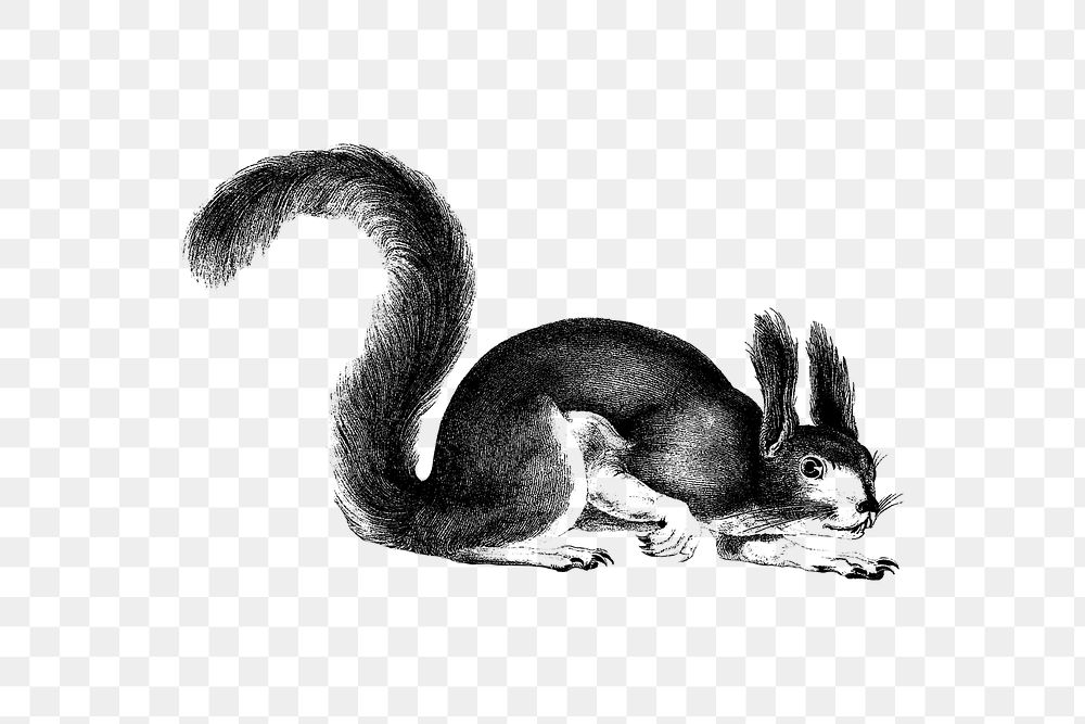 PNG Drawing of Abert's squirrel, transparent background